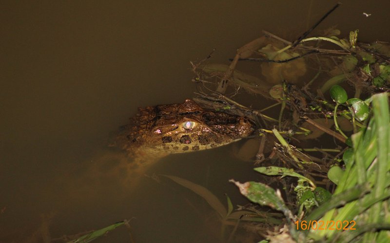 16_02_2022 Km 178+400 Caiman latirostris (AID)