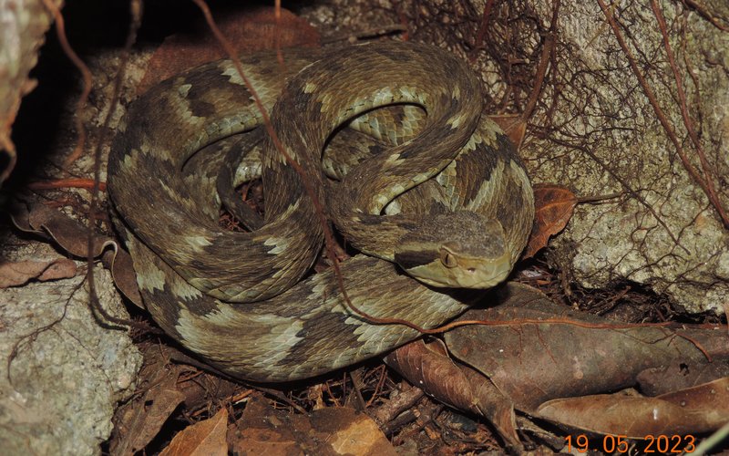 19_05_2023 Bothrops jararaca (EST 5) KM 180+600