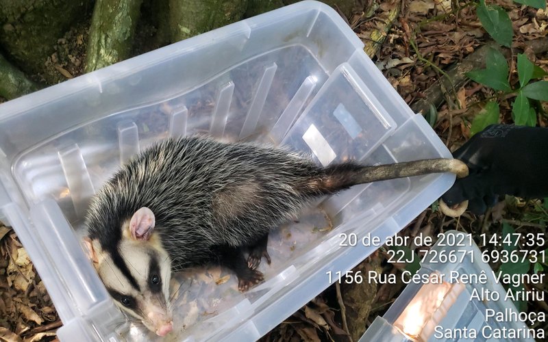 2021-04-20 - KM 232+150 - BB74B - DIDELPHIS ALBIVENTRIS