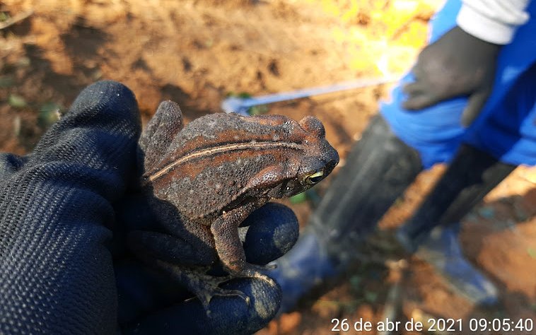 2021-04-26 - KM 223+500 - LD057A - RHINELLA ABEI