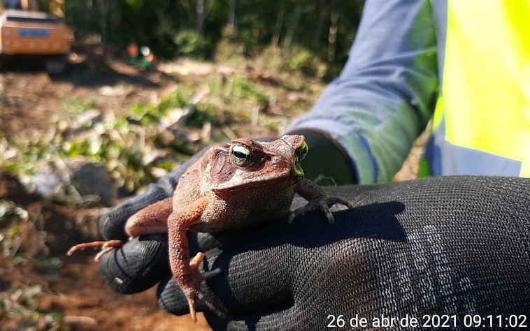 2021-04-26 - KM 223+500 - LD058C - RHINELLA ABEI