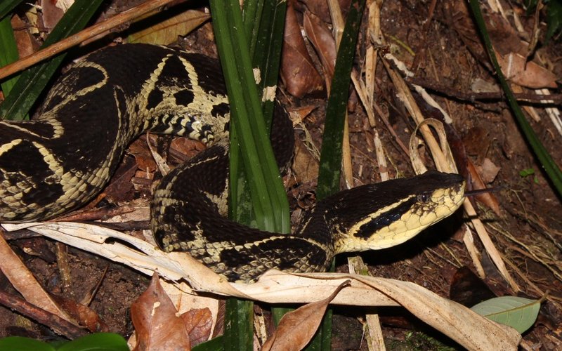 Bothrops jararacussu