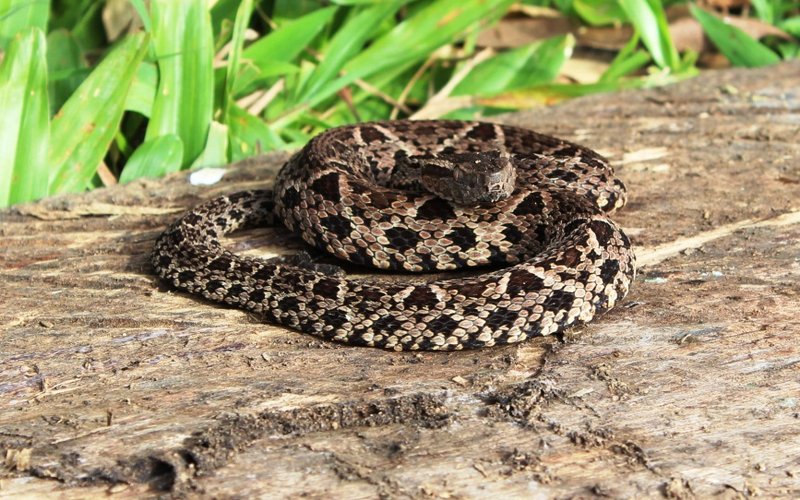 Bothrops jararacussu - Jararacussu 3