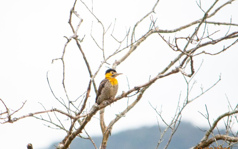 Colaptes campestris (pica-pau-do-campo) (3)