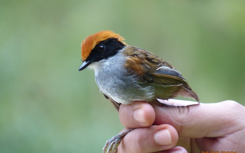 Conopophaga melanops (cuspidor-de-máscara-preta) M