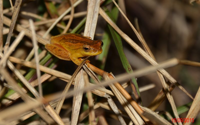 Dendropsophus minutus