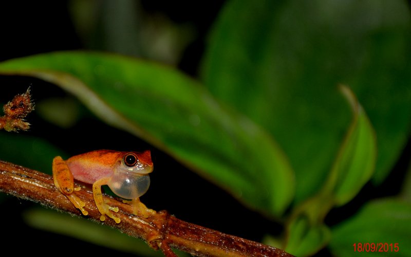 Dendropsophus werneri