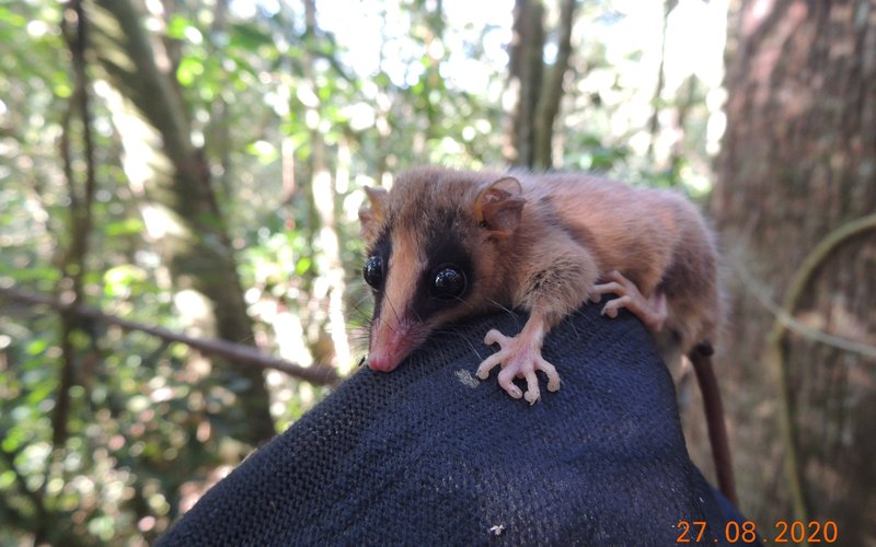 Gracilinanus microtarsus (cuíca)