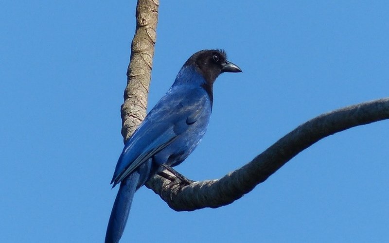 Indivíduo da espécie Cyanocorax caeruleus (gralha-azul).