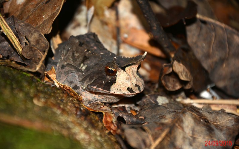 Proceratophrys boieii