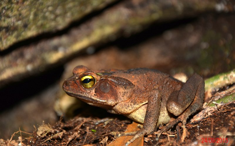 Rhinella abei